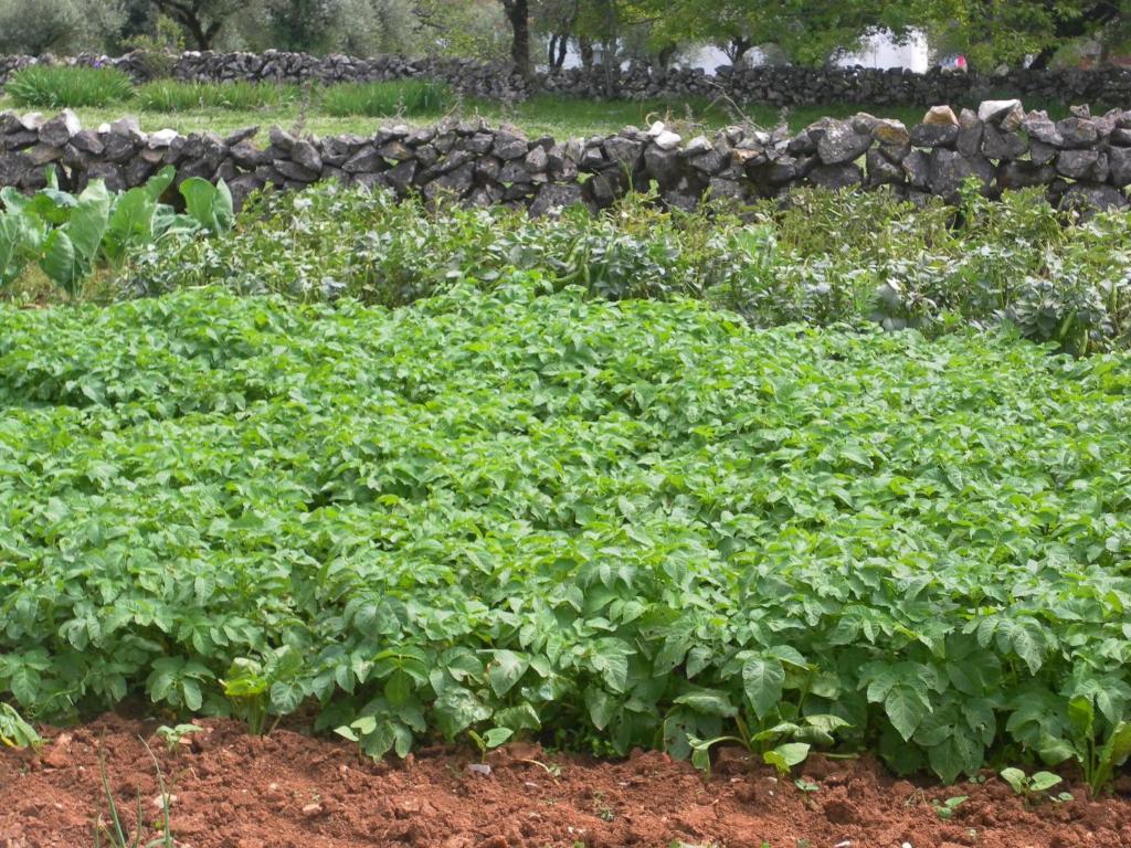 Retiro Da Avo Lidia - Turismo Rural Mendiga Kültér fotó
