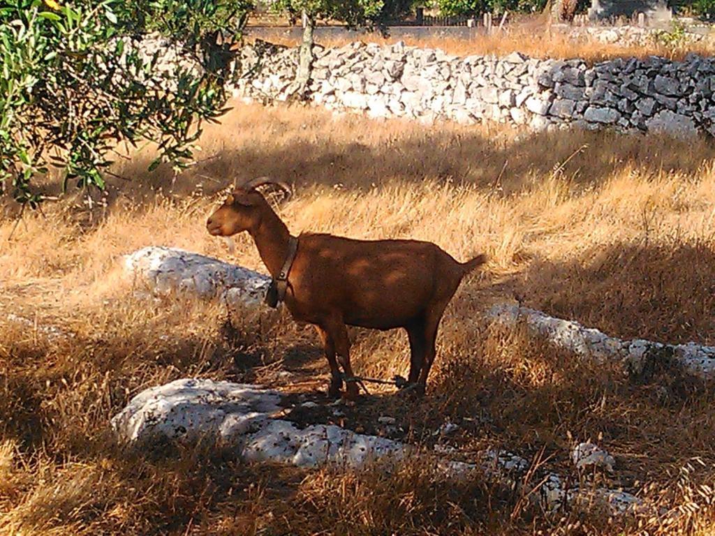 Retiro Da Avo Lidia - Turismo Rural Mendiga Kültér fotó